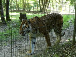 Tigre de Sumatra