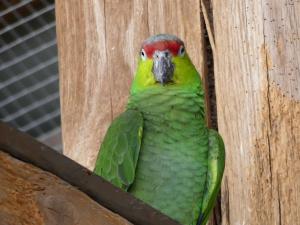 Amazone d'Equateur