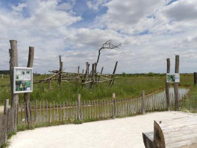 Capucin à poitrine jaune