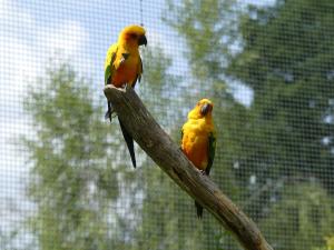 Conure soleil