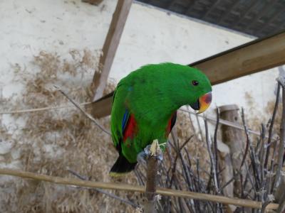 Eclectus