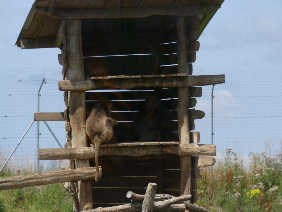 Gelada
