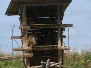 Gelada