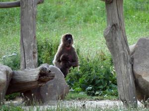 Gelada