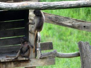 Gelada