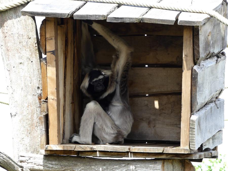 Gibbon à bonnet