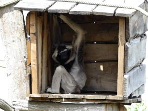 Gibbon à bonnet