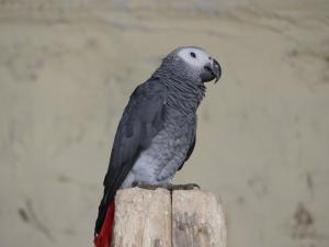 Gris du Gabon