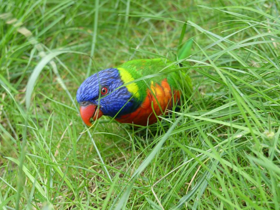 Loriquet arc en ciel