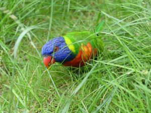 Loriquet arc en ciel