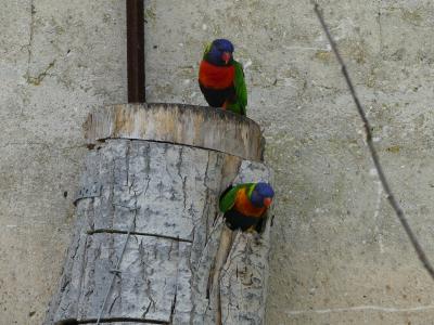 Loriquet arc en ciel