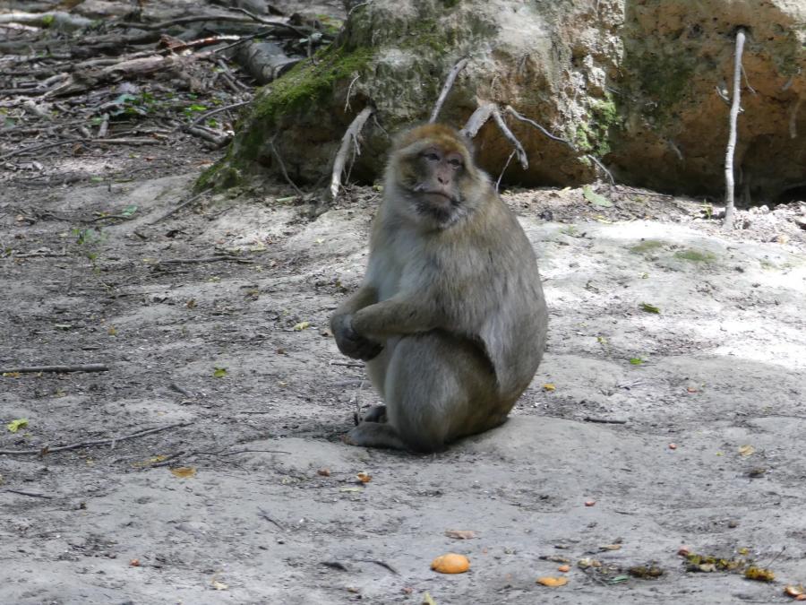 Macaque de Barbarie