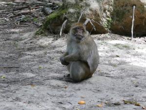 Macaque de Barbarie