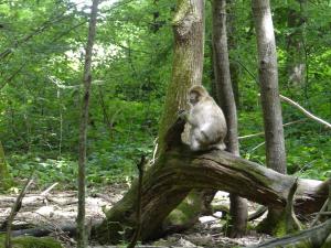 Macaque de Barbarie