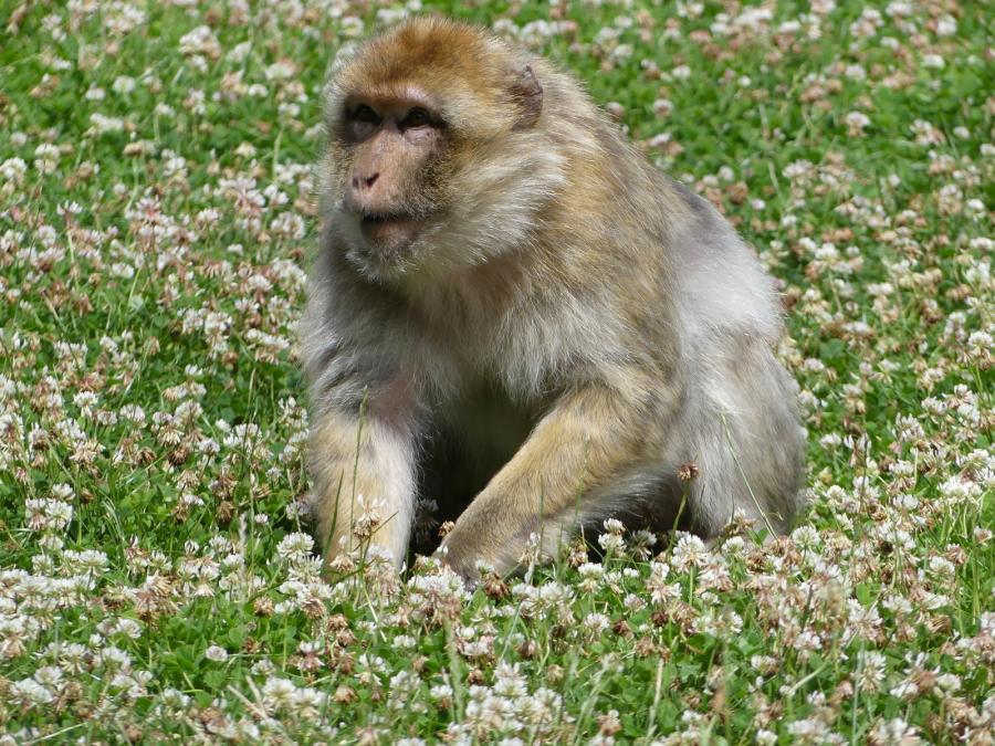 Macaque de Barbarie