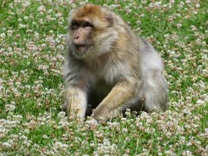 Macaque de Barbarie