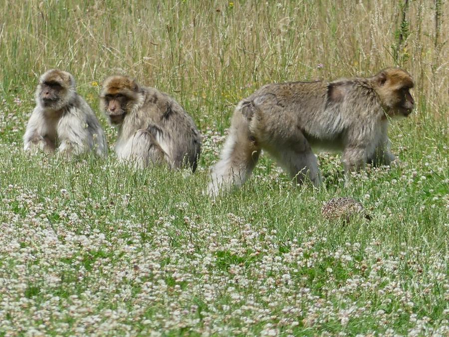 Macaque de Barbarie