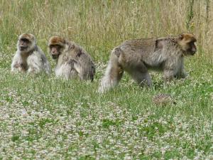 Macaque de Barbarie