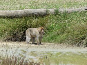Macaque de Barbarie