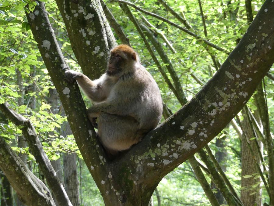 Macaque de Barbarie