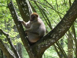 Macaque de Barbarie