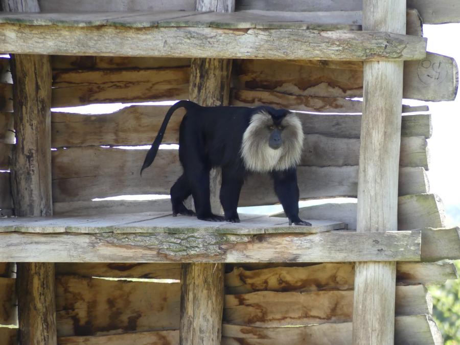 Macaque ouandérou