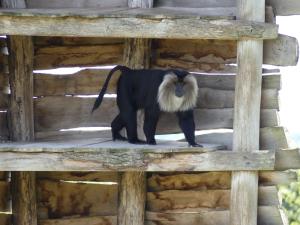 Macaque ouandérou