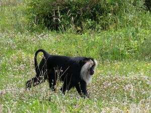 Macaque ouandérou