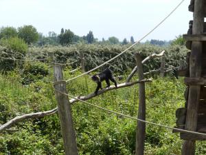 Macaque ouandérou