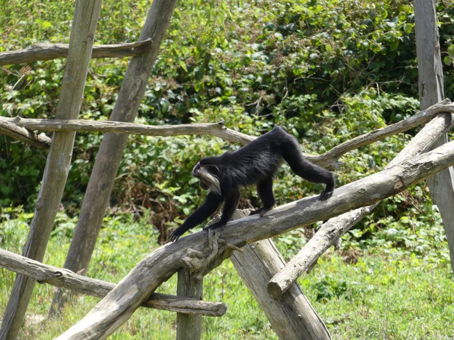 Macaque ouandérou