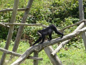 Macaque ouandérou