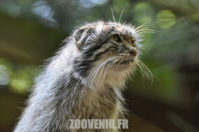 Chat manul - 2011