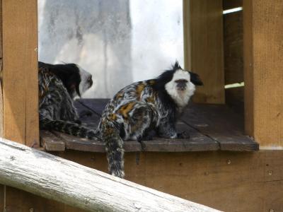 Ouistiti de Geoffroy