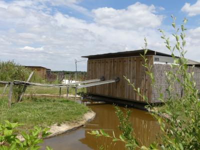 Ouistiti de Geoffroy