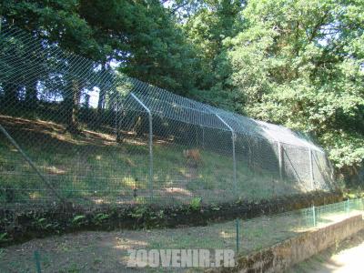 Loup à crinière - 2011