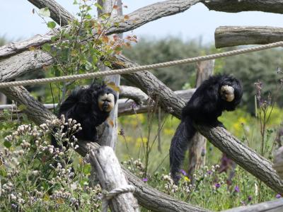 Saki à face blanche