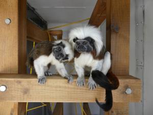 Tamarin pinché