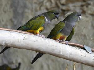 Perruche de Patagonie