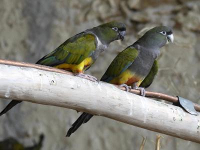 Perruche de Patagonie