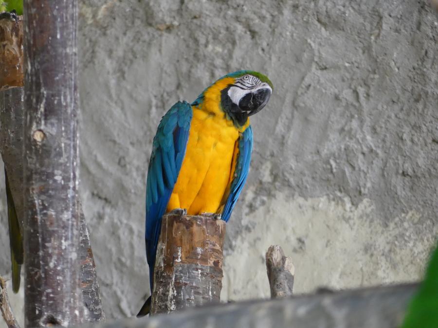Ara bleu