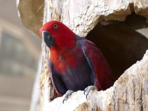 Eclectus