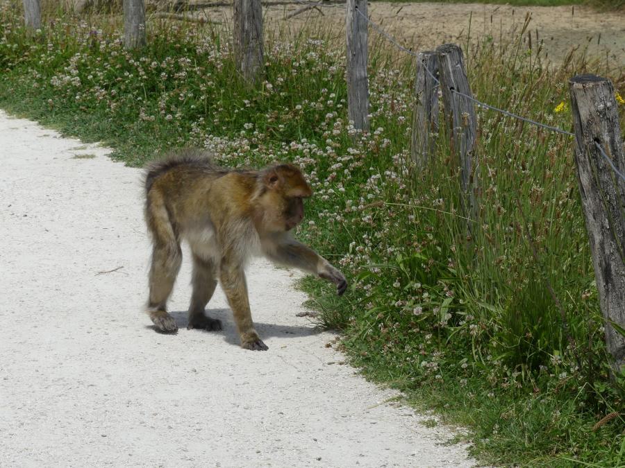 Macaque de Barbarie