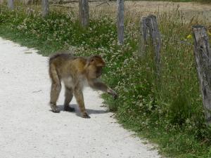 Macaque de Barbarie