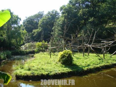 Atèle de Geoffroy - 2011