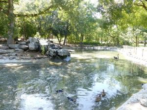 Canards - Cygnes