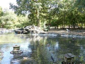 Canards - Cygnes