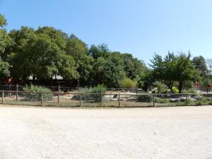 Canards -Cygnes
