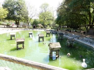 Canards -Cygnes