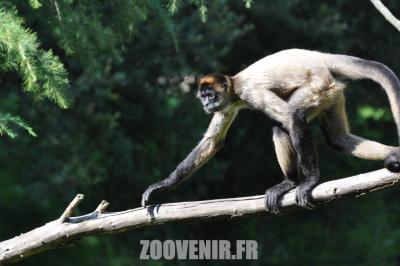 Atéle de Geoffroy - 2011