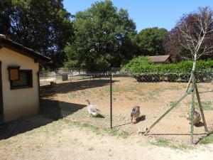 Oies et Canards